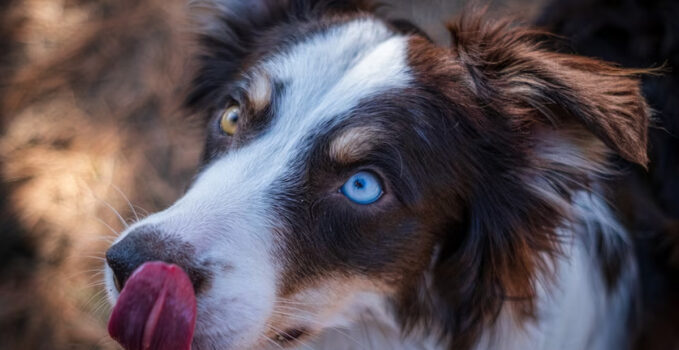 Ulcère chien