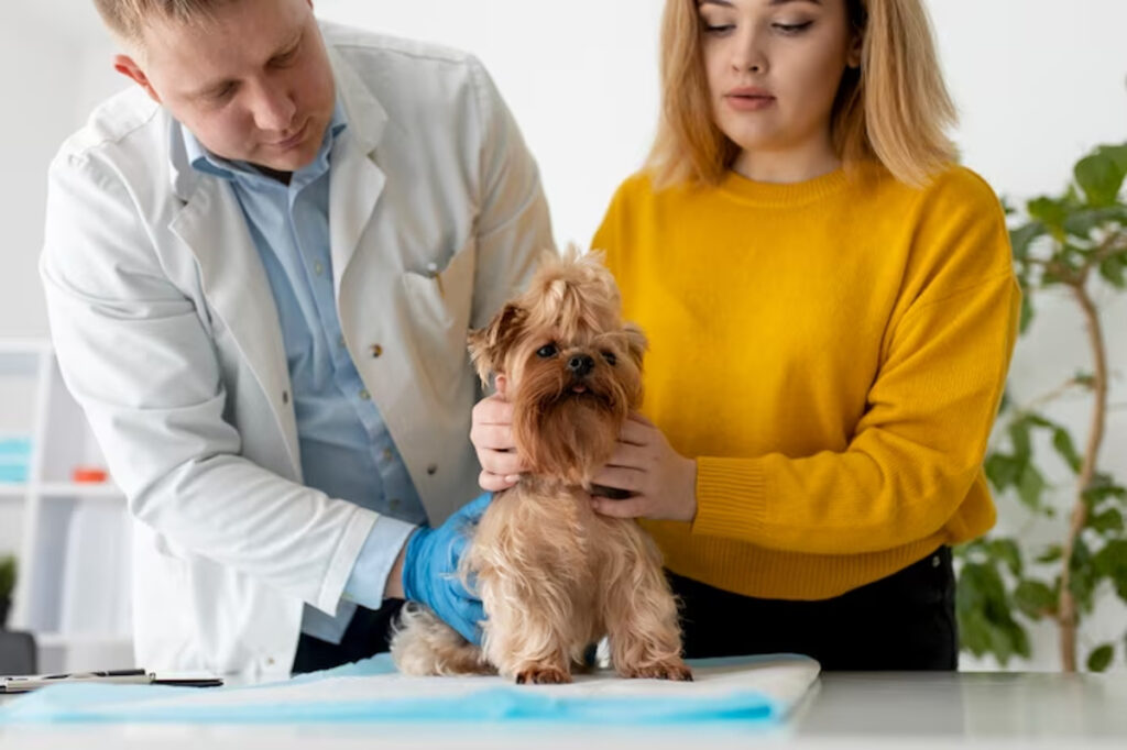 assurance chien