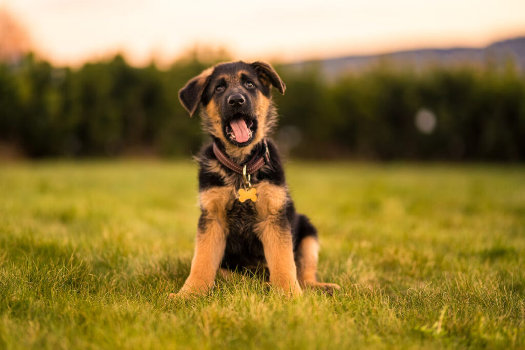 beaux chiens