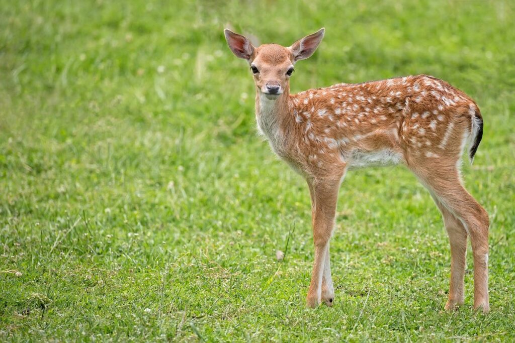 bébé cerf