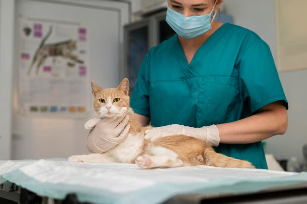 chat malade