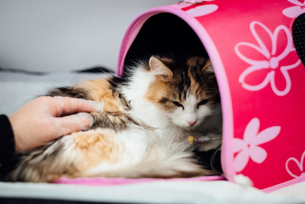 chat souffre