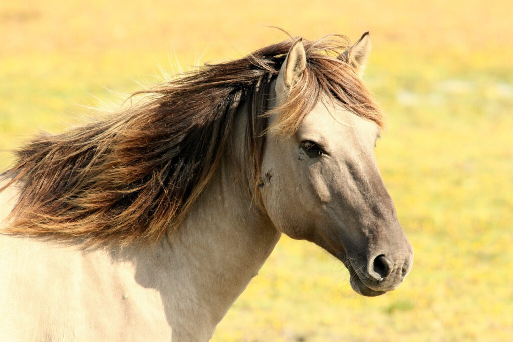 cheval moche