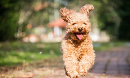 chien saute