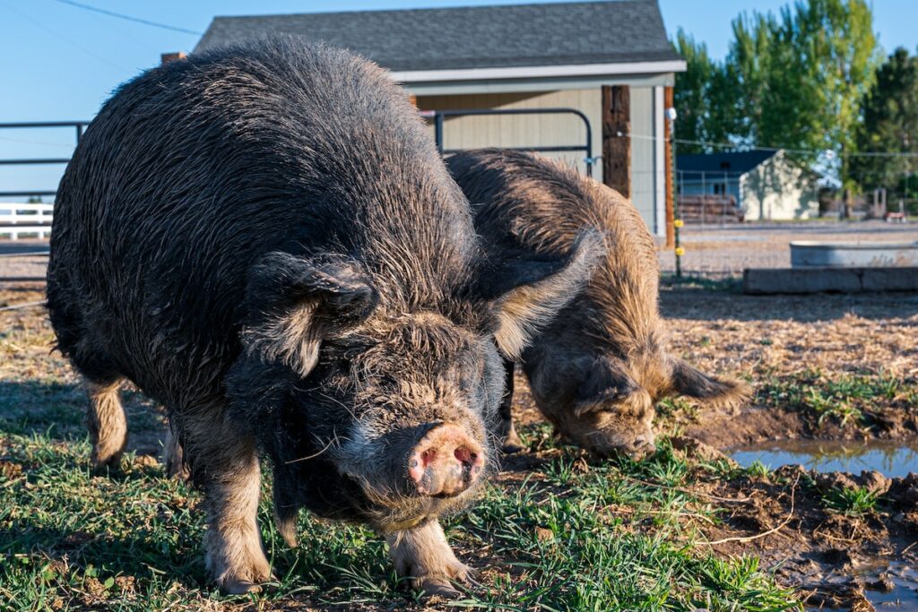 cochon monde