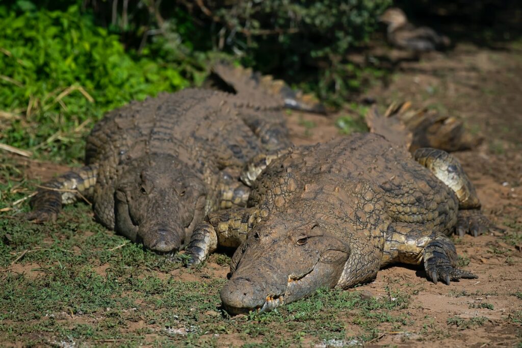 crocodiles langue