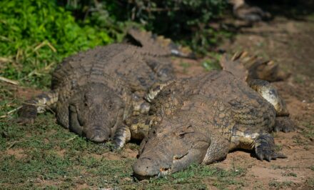 crocodiles langue