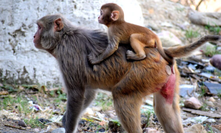 cul babouin rouge