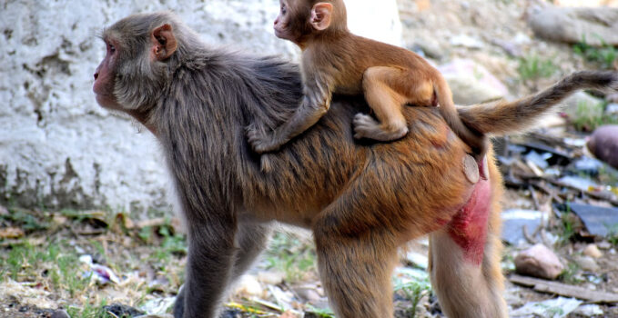 cul babouin rouge