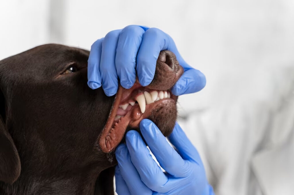 dents chien