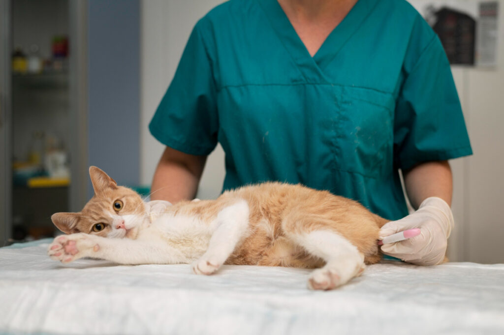 diabète chat