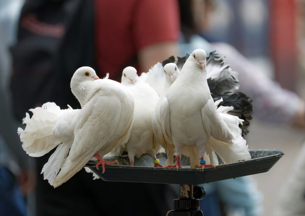 femelle pigeon