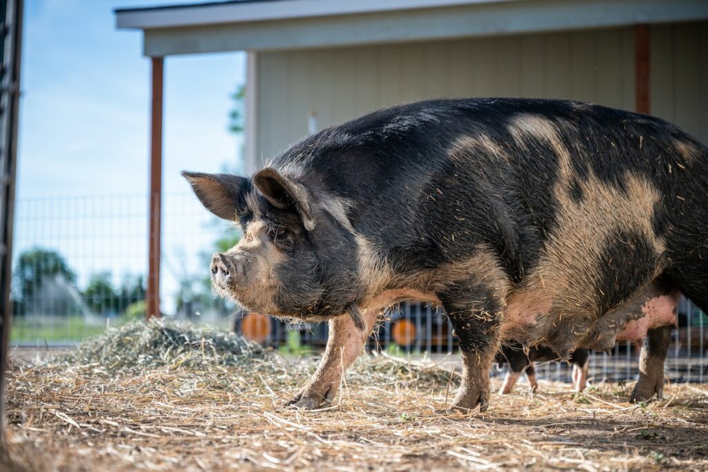 gros cochon