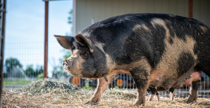 gros cochon