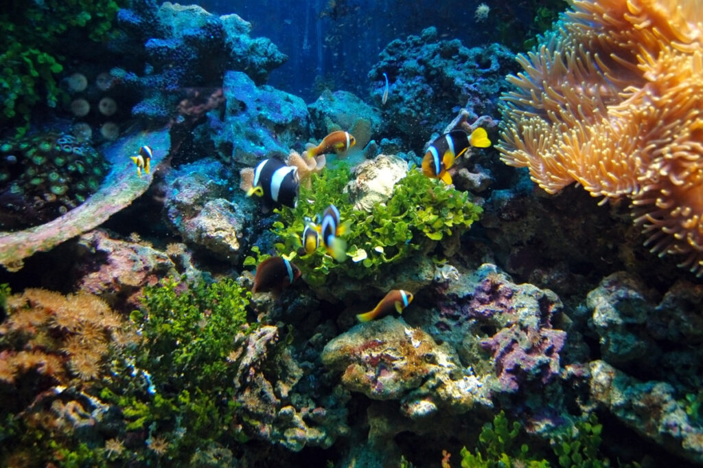 aquarium marin