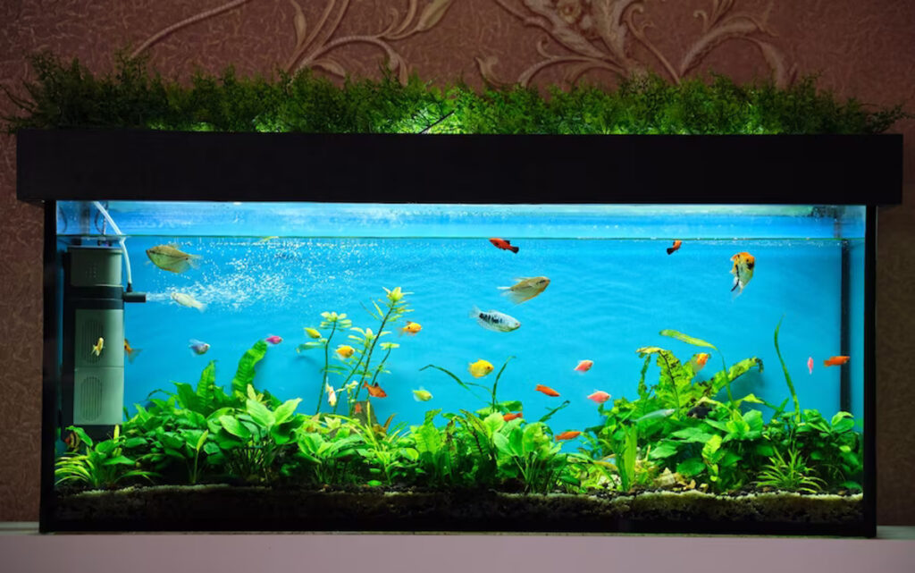 meuble aquarium