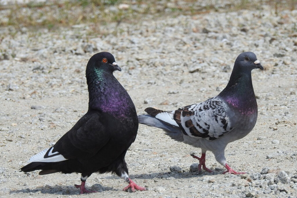 nom femelle pigeon