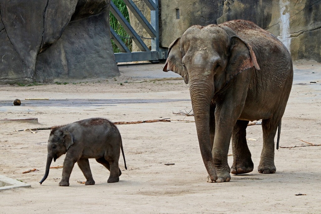 poids éléphant