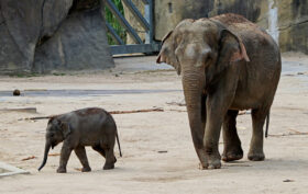 poids éléphant