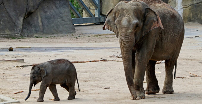 poids éléphant