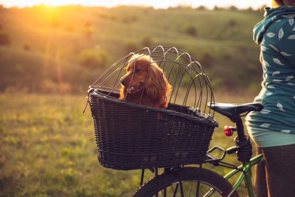 porte chien vélo