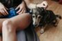 punir chien
