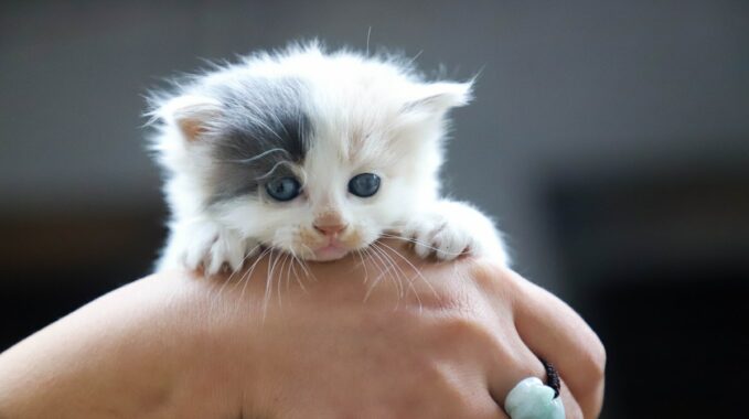 sexe chaton
