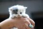sexe chaton