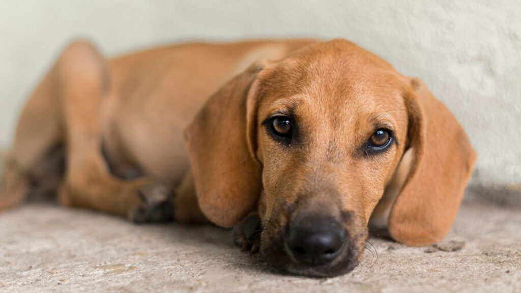 symptômes ulcère chien