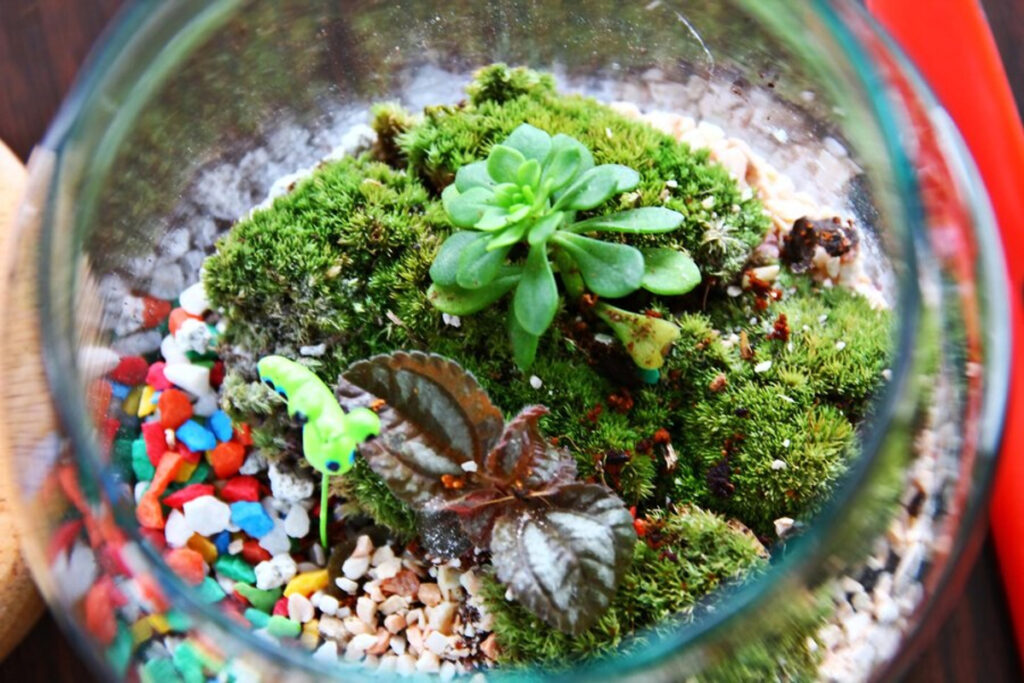 terrarium animaux