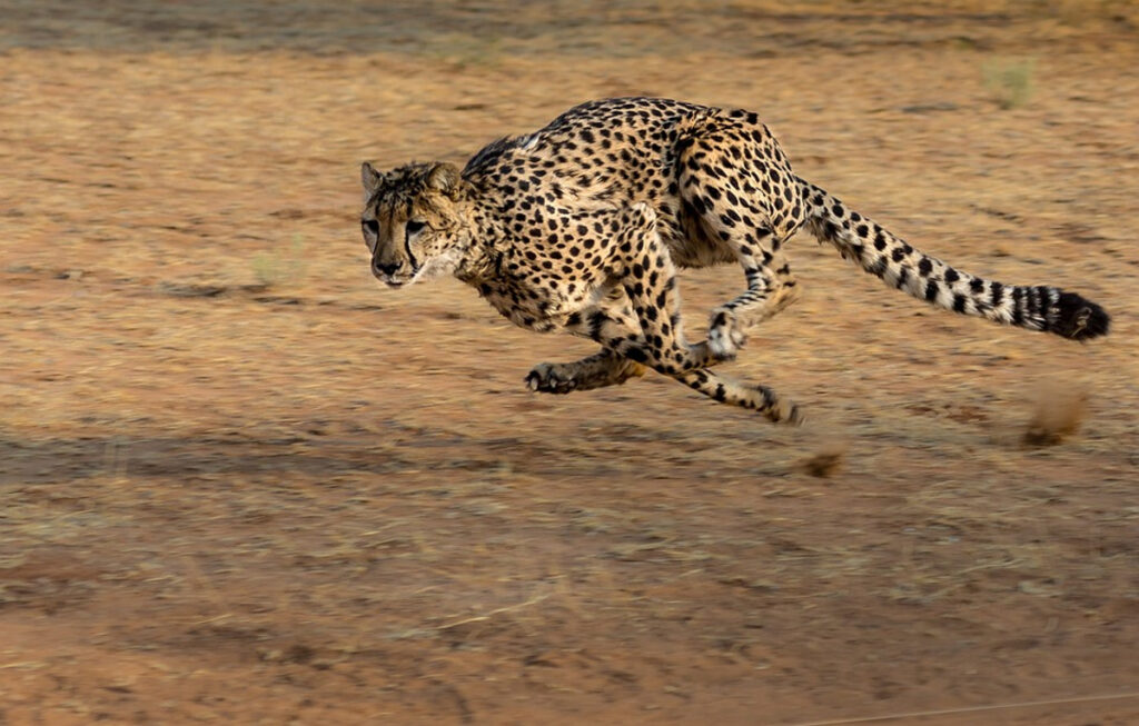 vitesse guépard