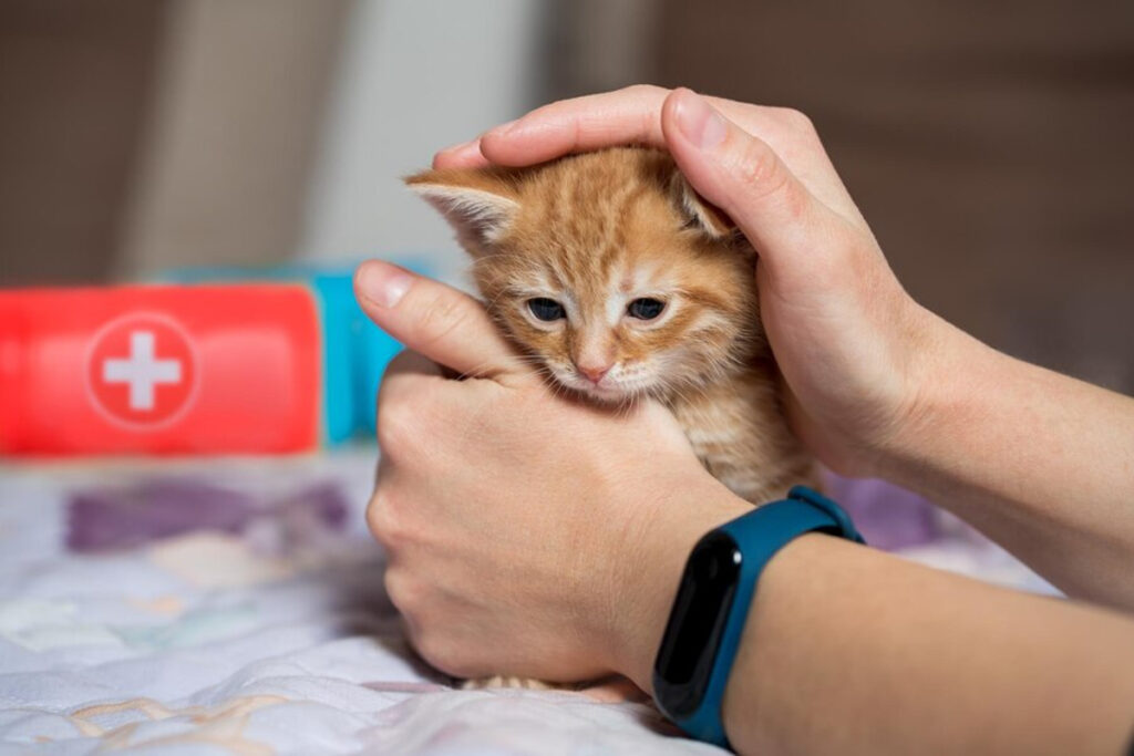 Assurance chaton