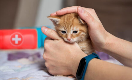 Assurance chaton