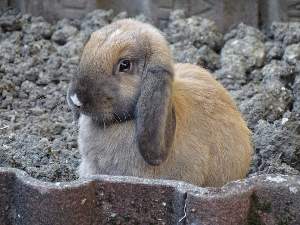 Conjonctivite lapin