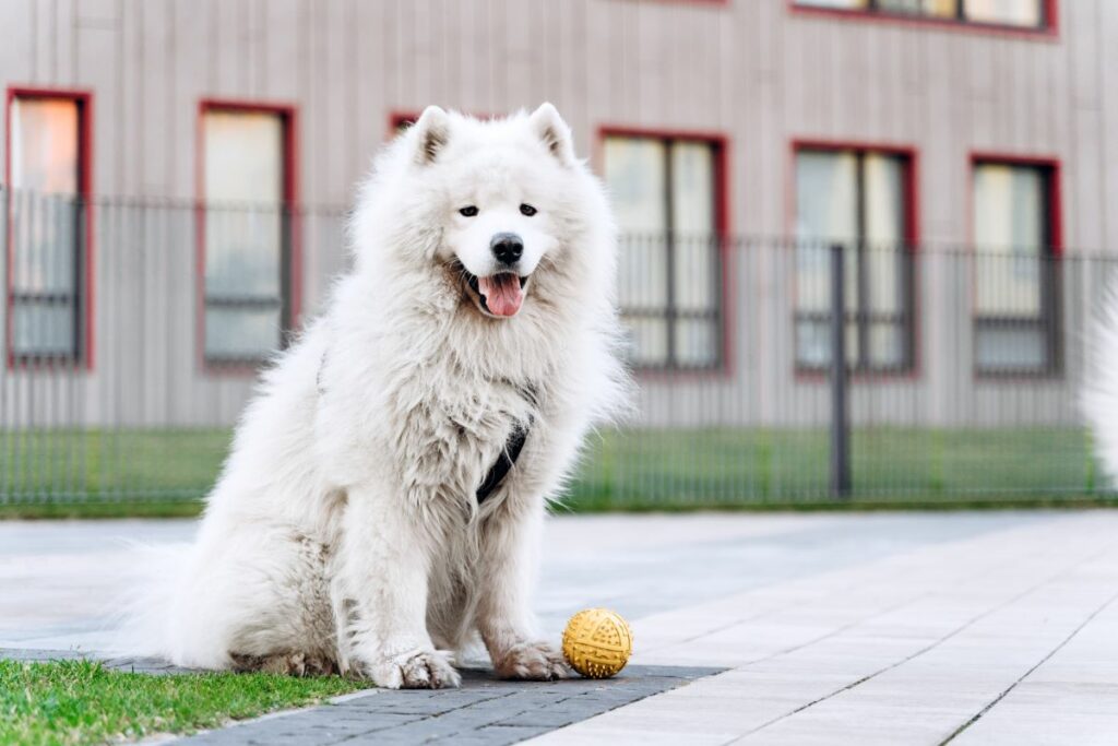 Kesium chien