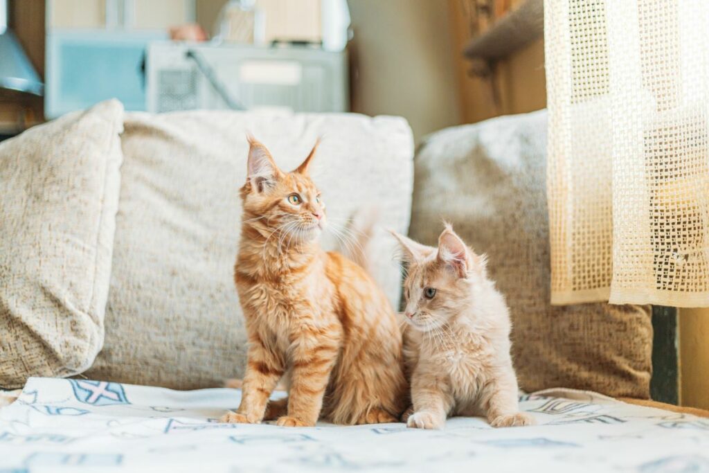 Maine Coon
