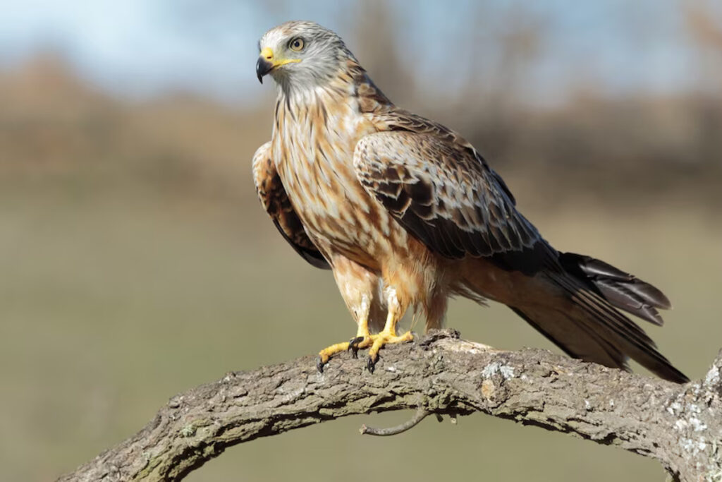 aigle royal