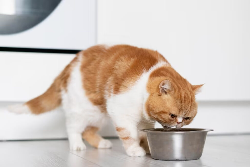 alimentation chat