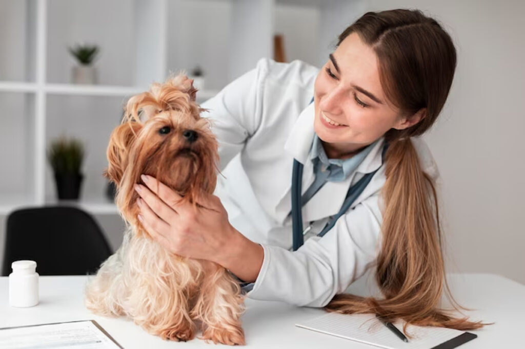 Les amygdales gonflées chez le chien : symptômes et traitements