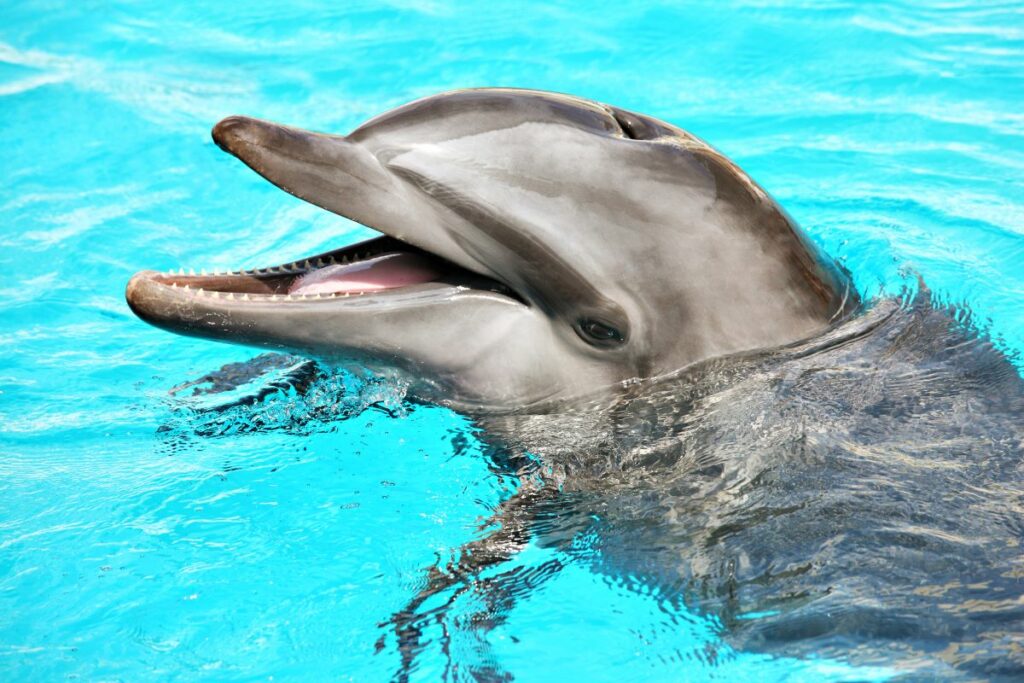 animal gentil
