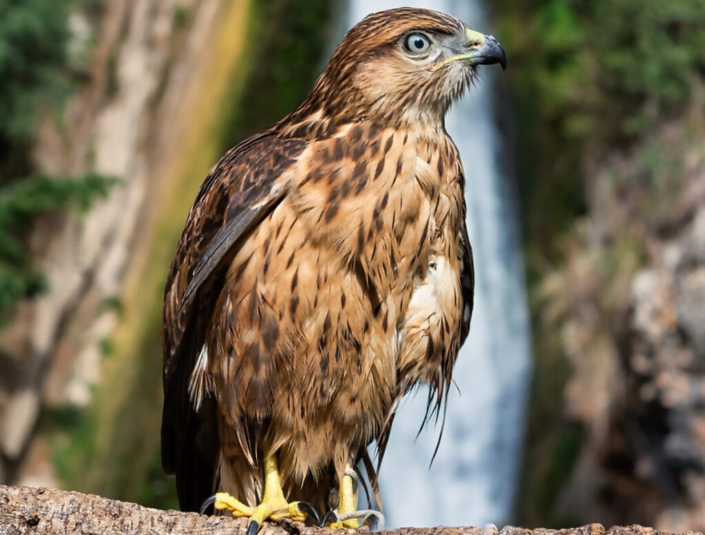 bébé aigle royal