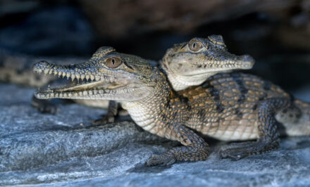 bébé crocodile