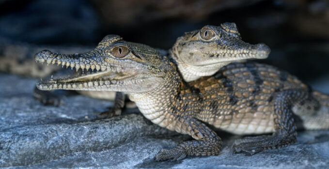 bébé crocodile