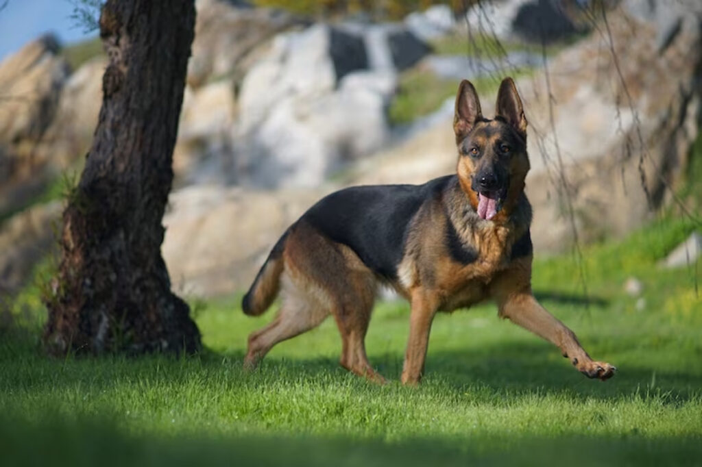 berger allemand