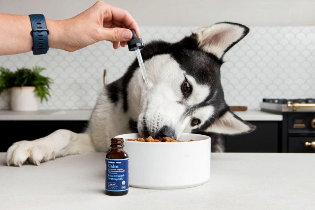 cbd chien