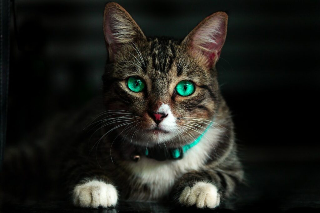 chats couleur