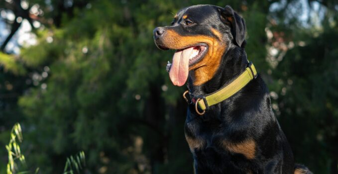 chien rottweiler