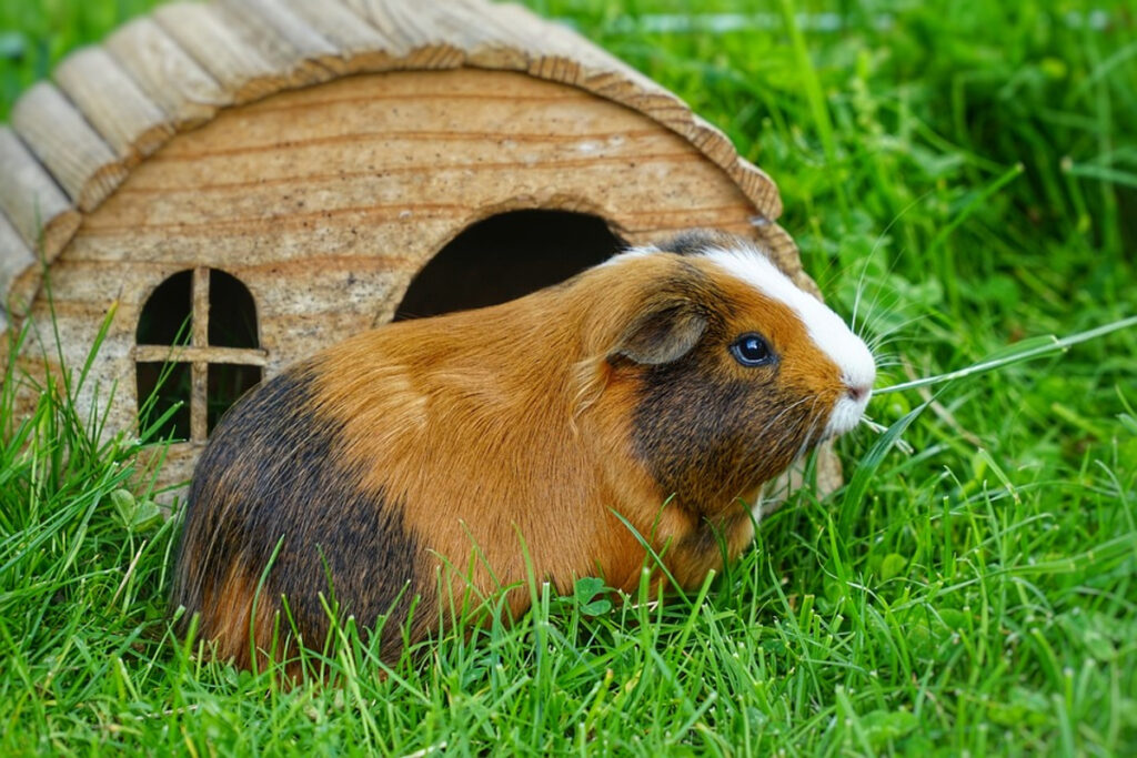 cochon d'Inde