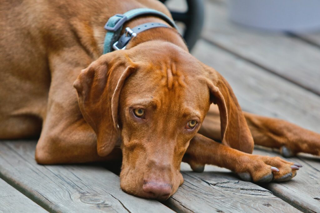 collier chien