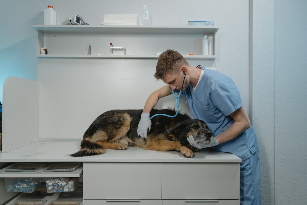 hernie ombilicale chien
